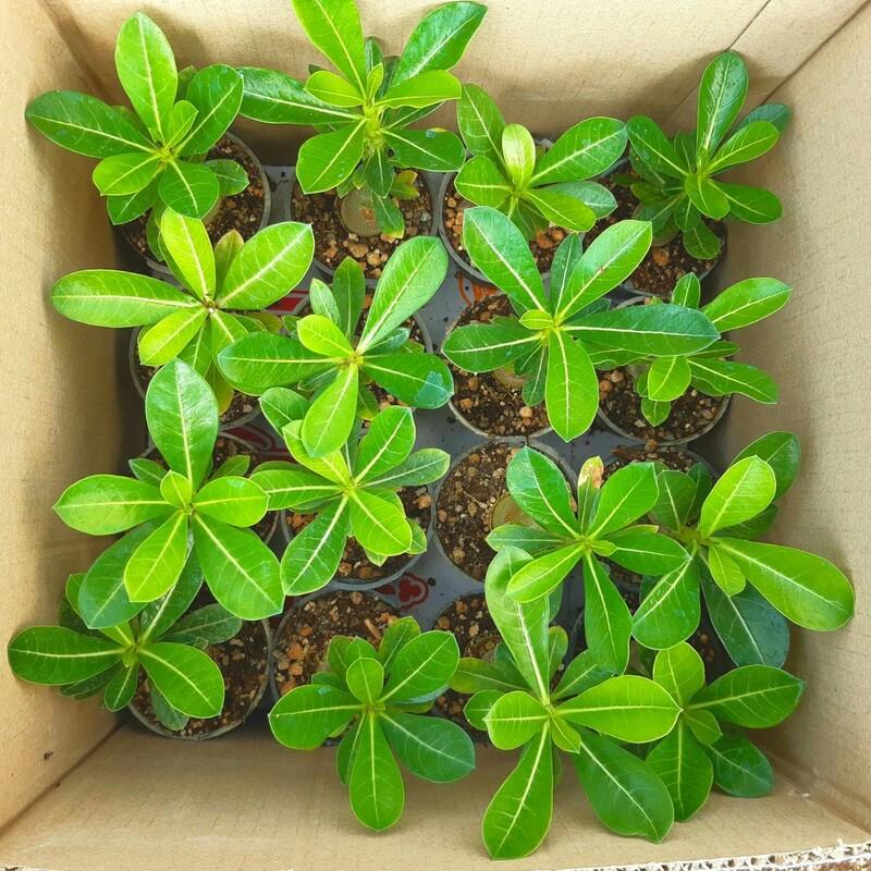 پک 16 تایی گیاه آدنیوم سایز 8 هزینه ارسال بصورت پس کرایه به عهده مشتری ادنیوم معمولی 