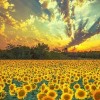محمدرضا اکبری