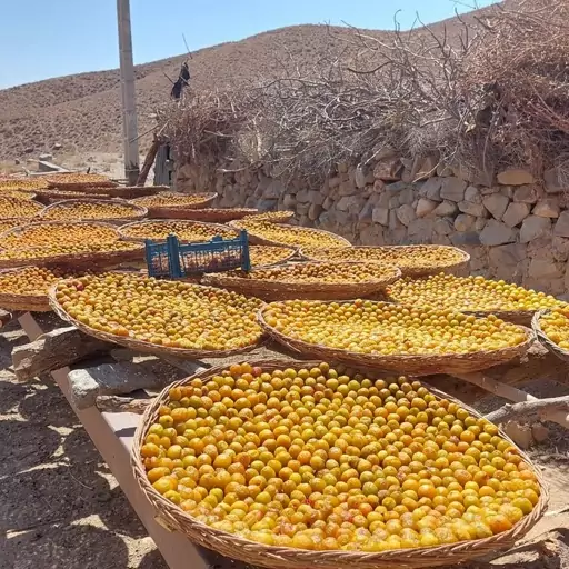 الو بخارا افتابی درشت (اصطلاح محلی توچح)