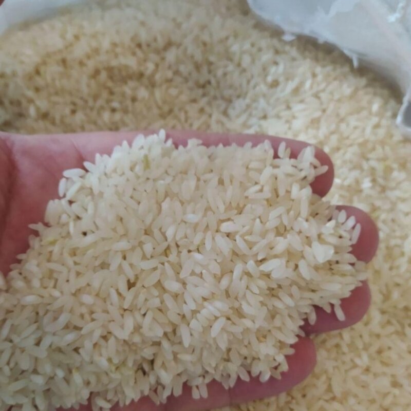 برنج کامفیروزی به شرط 