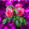 شهرزاد علوی
