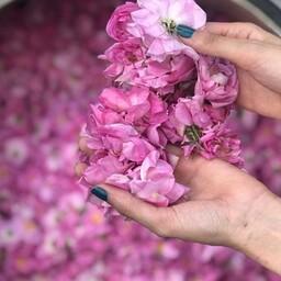 گل محمدی خشک شده امسالی 50گرمی بسیار با کیفیت و خوش عطر 