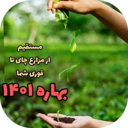 چای سیاه ممتاز سرگل بهاره امساله گیلان (تضمین کیفیت) 1000گرمی