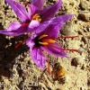 کلبه ی ارگانیک
