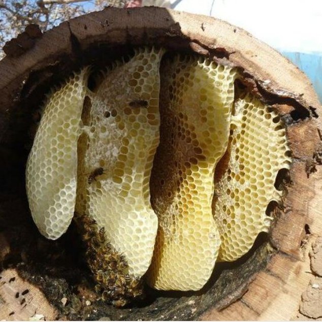 عسل کوزه ای مومدار(حاج عبدالله)