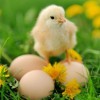 تخم مرغ محلی فریدن