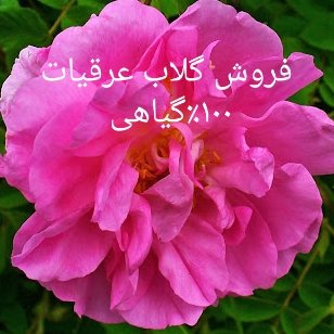 اعطاری ممتاز گلستان