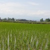 پخش برنج شمال خزر
