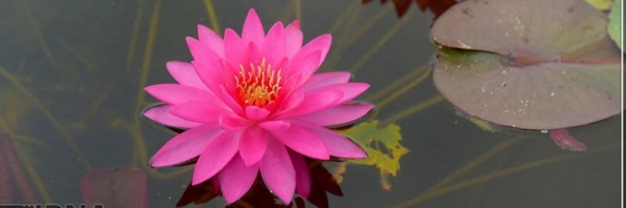 سبزی خشک لوتوس