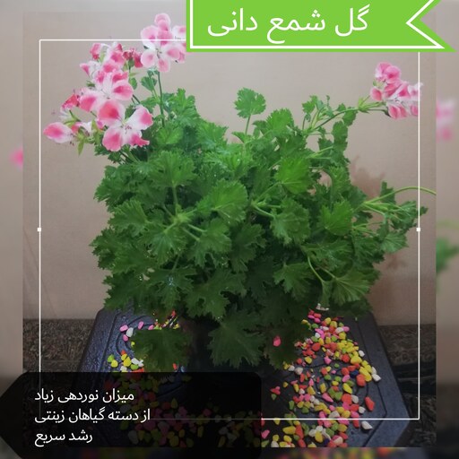  گل شمعدانی برگ انجیری