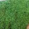 سبزی خشک افرا