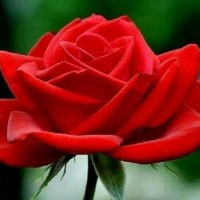 زهره محمدی
