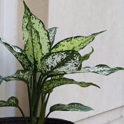 گیاه آپارتمانی آگلونما سفید(برفی،ابلق)aglaonema plant