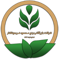 برنج مسعود فریدونکنار