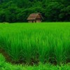 برنج دشت بهشت