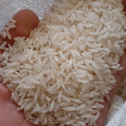 برنج سرلاشه طارم هاشمی محلی 10 کیلویی با ارسال رایگان