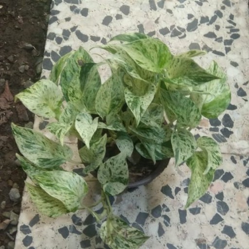 پتوس مرمری (سبز و سفید) 
از مقاوم ترین گیاهان آپارتمانی محسوب می‌شود