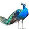 عطاری گیاهی طاووس