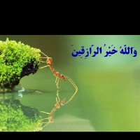 سکینه رضایی