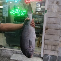 ماهی خنو صید قلاب تازه