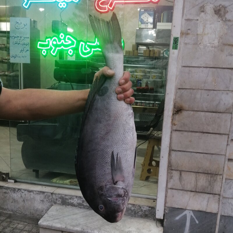 ماهی خنو صید قلاب تازه