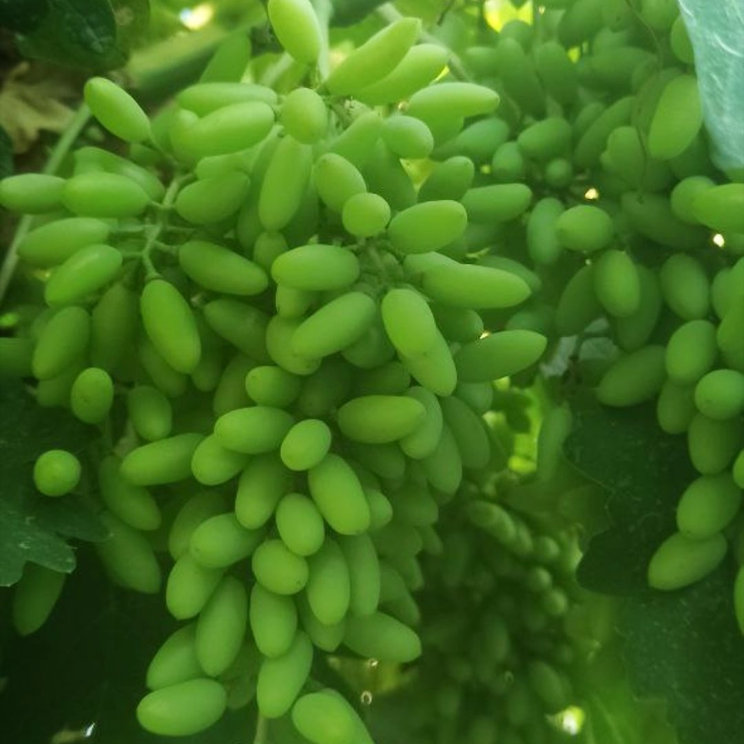 آبغوره عسکری اعلا