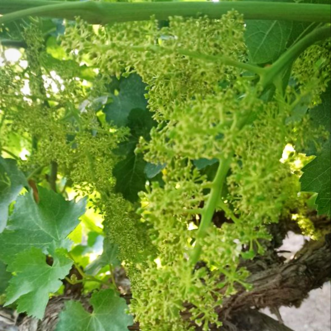 آبغوره عسکری اعلا