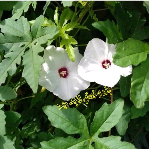 بذر پیچک آلامو ( بسته 10 عددی ) رونده و پوششی با گلهای شیپوری سفید 