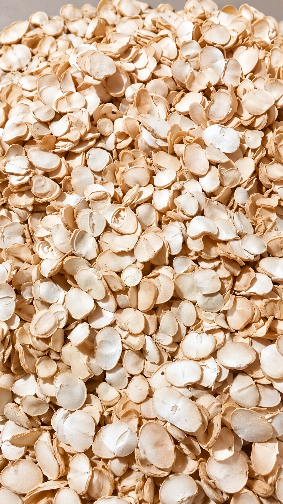 White Shallot