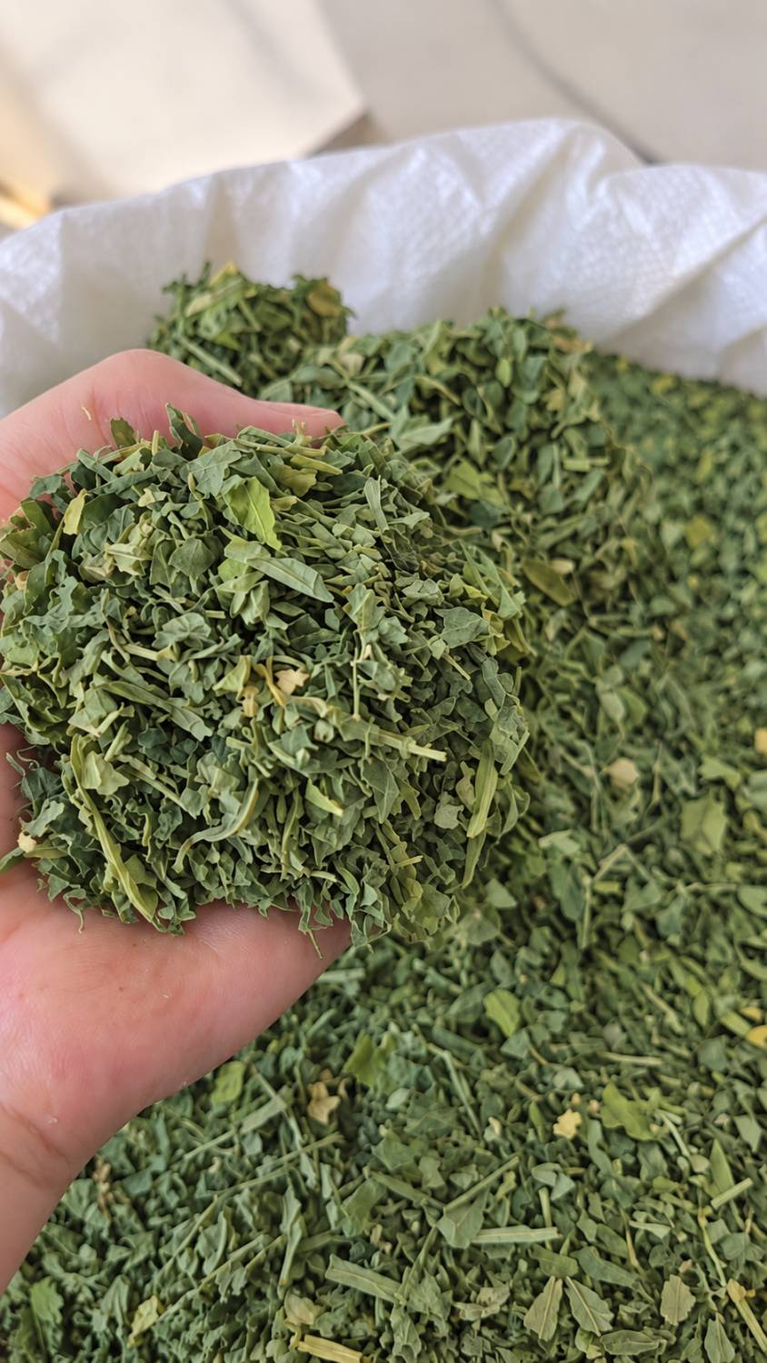 Fenugreek