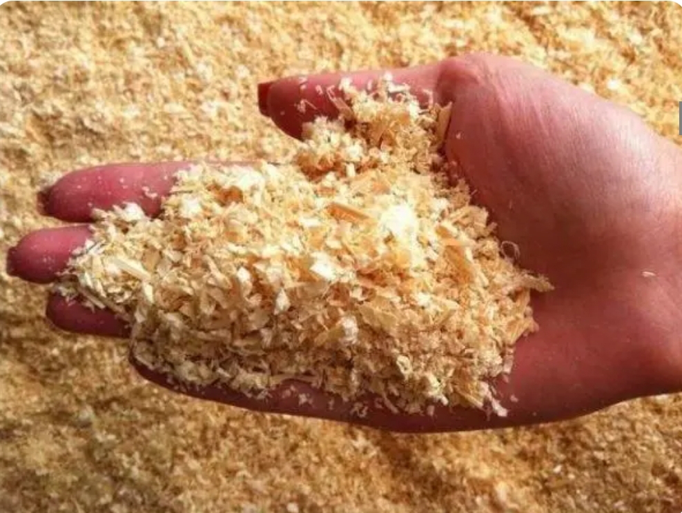 Poplar sawdust for sale