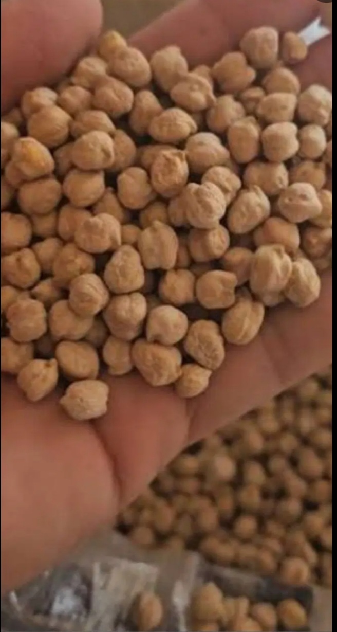 حمص