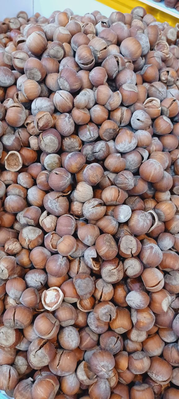 Premium and Luxury Raw Hazelnuts