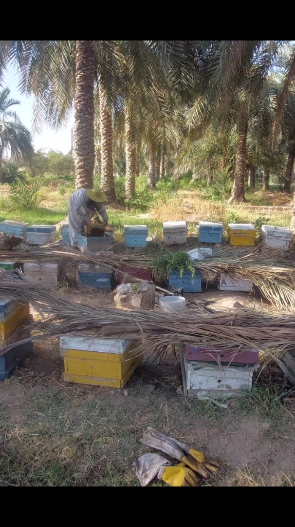 عسل سدر فاخر منخفض السكروز
