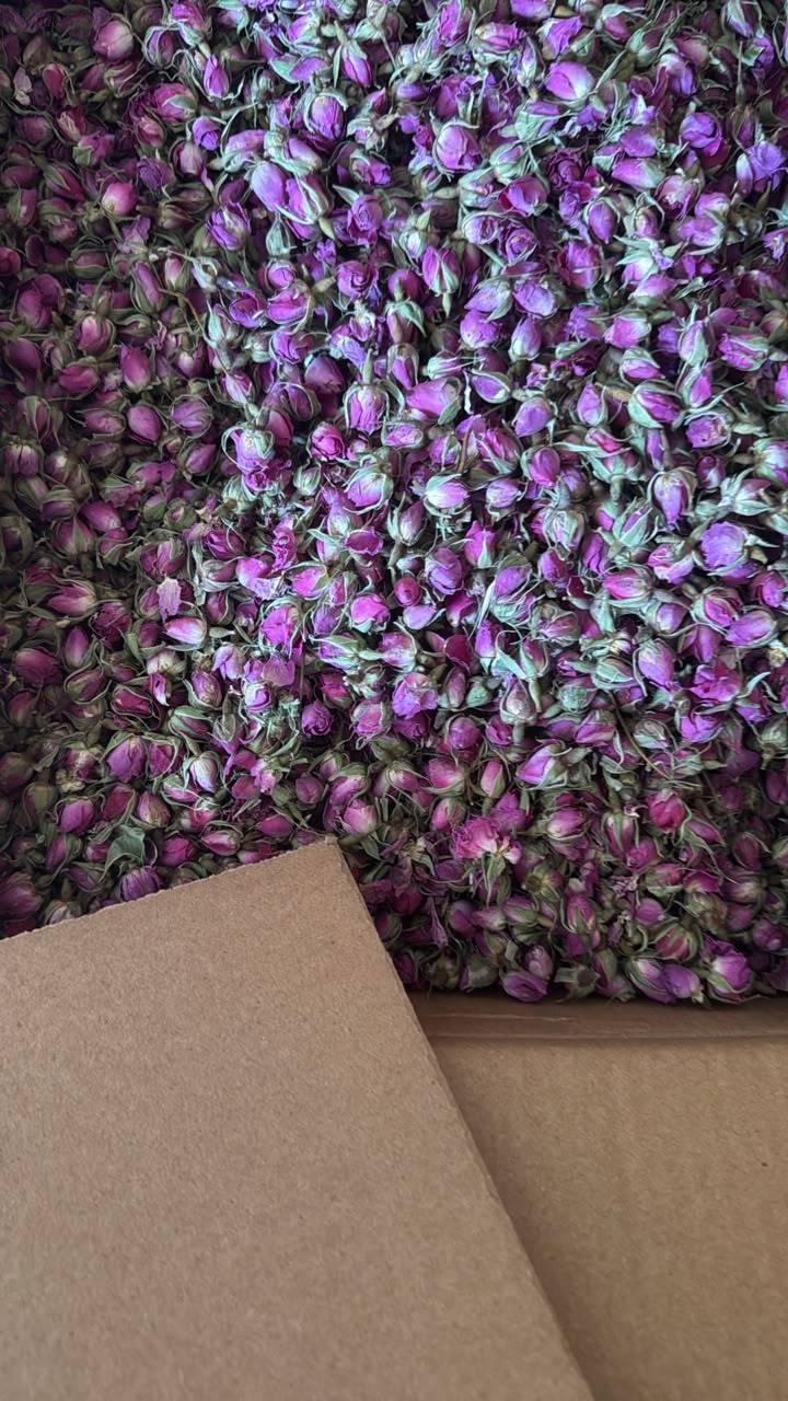 Damask Rose