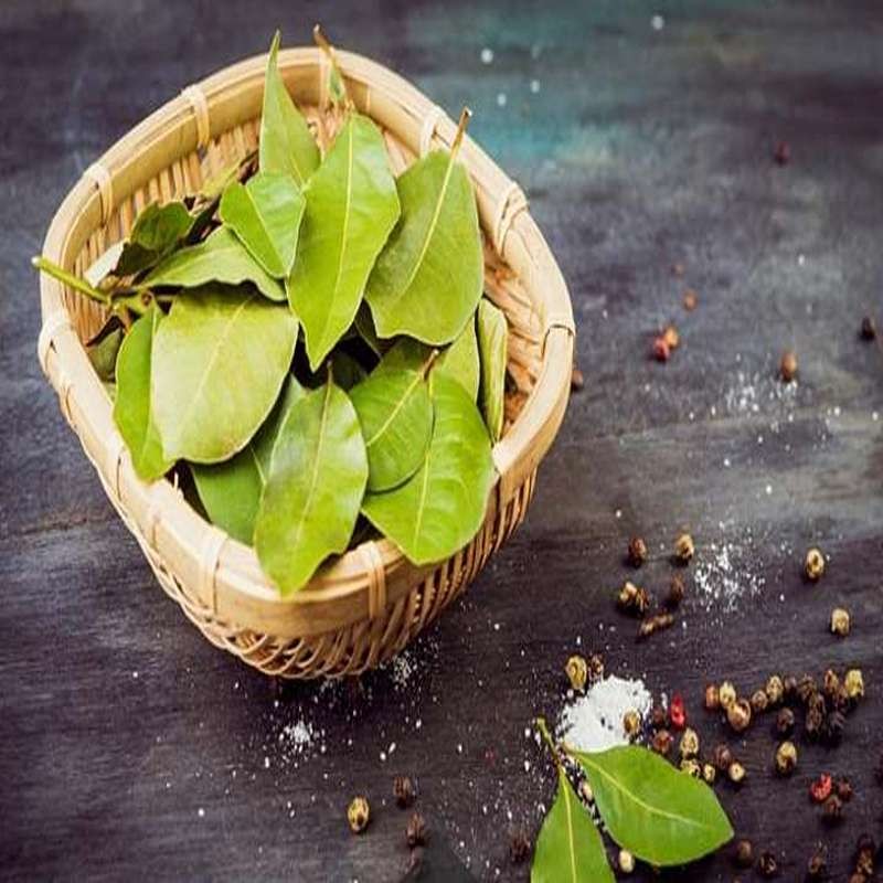 برگ ثنا