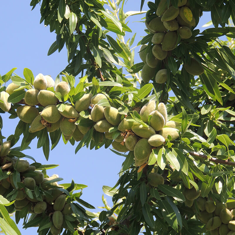 نهال بادام آذرشکوفه با باردهی بالا و مقاومت عالی